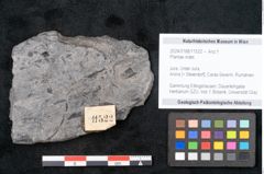 Foto (Objekt + Etikett) von Plantae indet.  (NHMW-GEO-2024-0188-11522)
